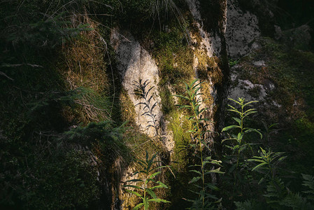 石像镜植物反图片