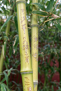 在北京金山公园竹叶背景下绿竹条花茎紧闭背景图片