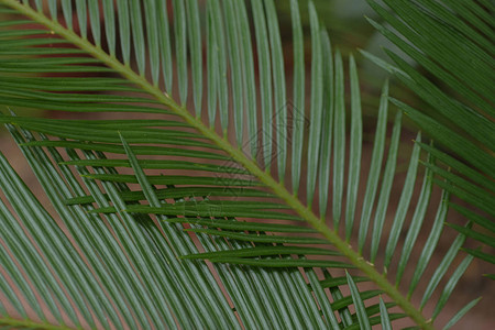新鲜的绿色棕榈树叶图片
