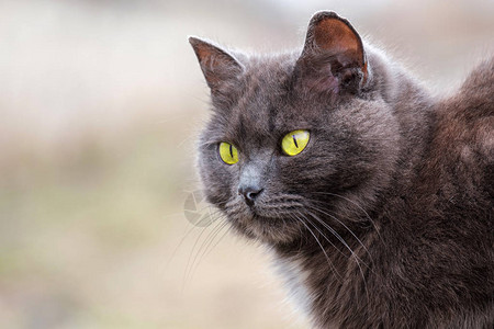 灰猫在户外绿眼睛动物肖像图片