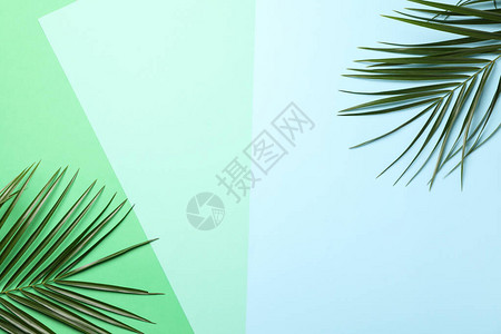 三种语调背景的棕榈树图片