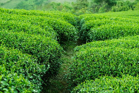 山上种植茶叶灌木乌伦火柴或简单的绿茶图片
