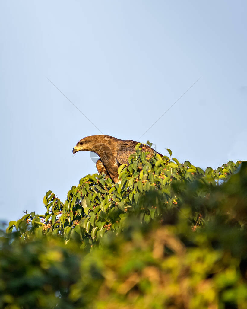黑鸢鸟坐在树顶的叶子上黑鸢Milvusmigrans是鹰科中的一种中型猛禽图片