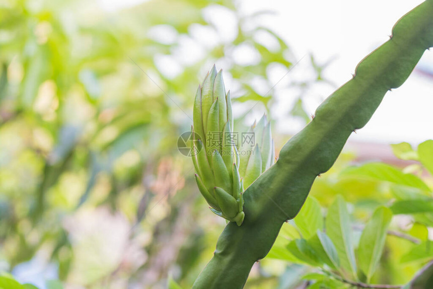 龙果树植物图片