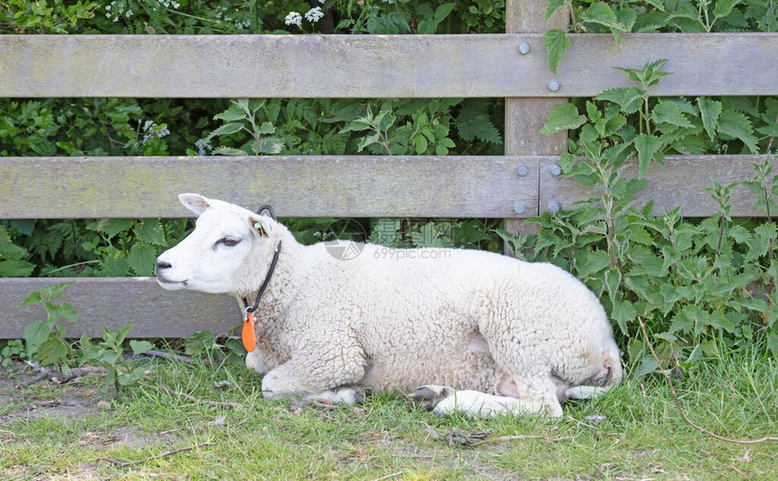 绵羊在木栅栏旁休息荷兰图片