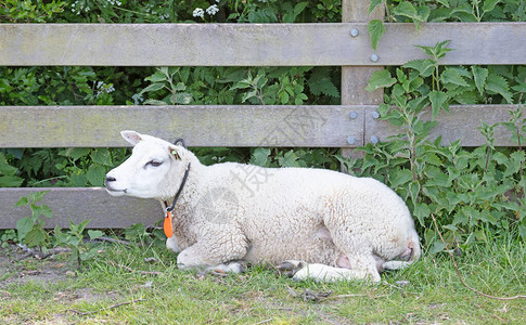 绵羊在木栅栏旁休息荷兰图片