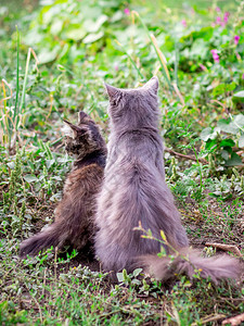 一只猫和一只小猫坐在草地上图片