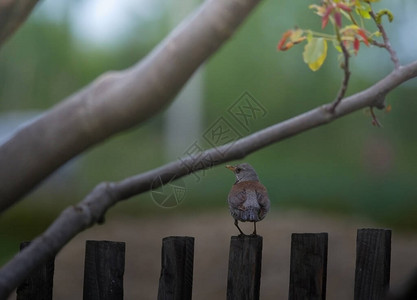 春天的黑鸟坐在栅栏上图片