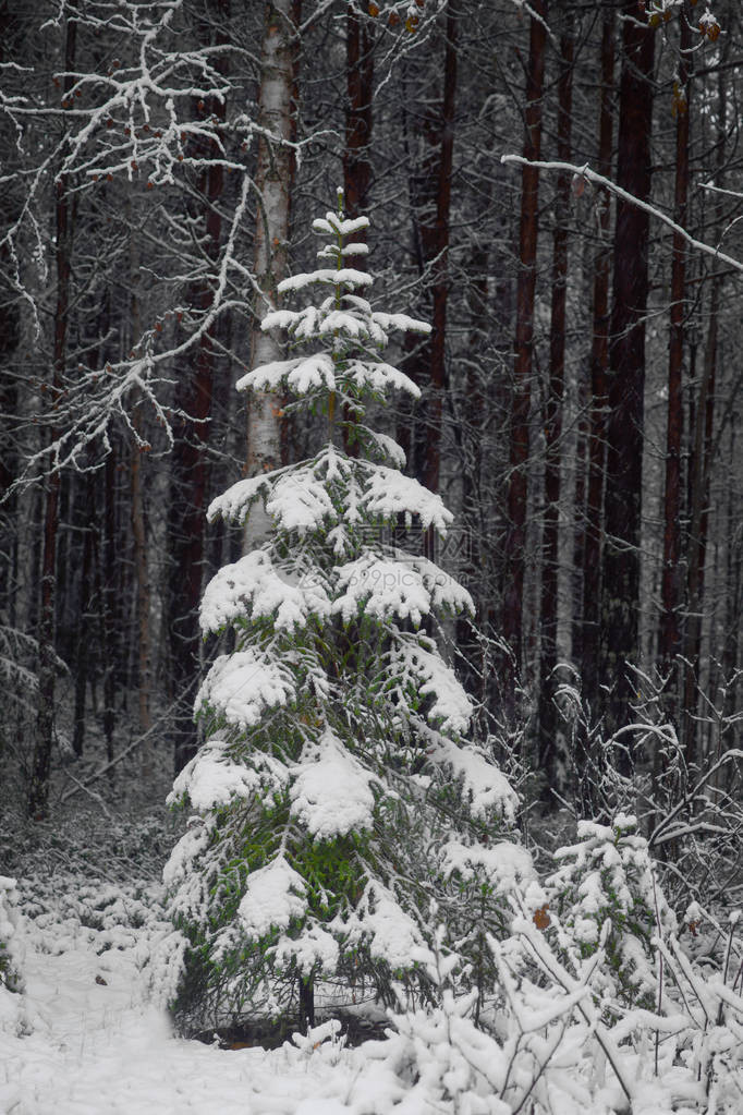 自然栖息地中的圣诞树其质图片