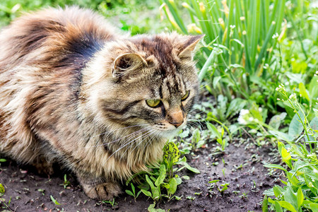 一只小毛猫坐在草地上坐着花园图片