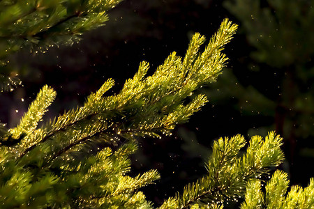 阳光照耀的绿松树枝图片
