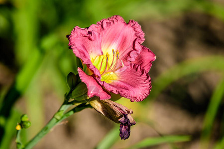 鲜艳的深洋红色萱草佩吉的粉红色被称为黄花菜百合或百合植物图片