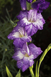 紫花雨后鲜花近身图片