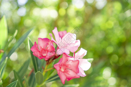 香甜奥良德或玫瑰湾的一束可爱粉红色花瓣束图片