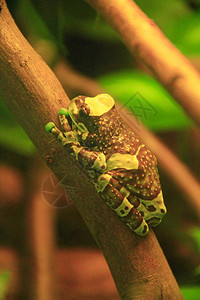 南美亚马逊雨林动物图片