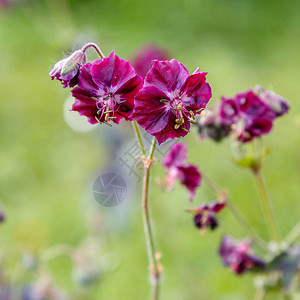 春天花园里的老鹳草紫红花高清图片