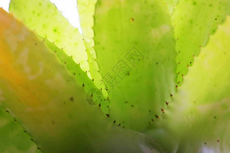 succulent植物细图片