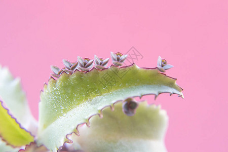 长寿植物的幼苗从茎的叶子边缘发芽粉红色背景上的宏叶复制空间图片