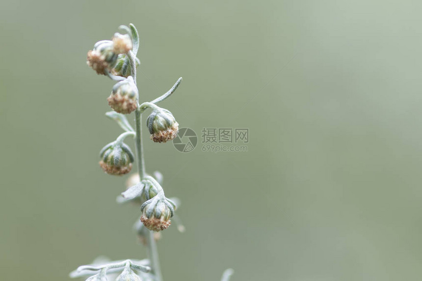 艾草开花特写背景模糊图片