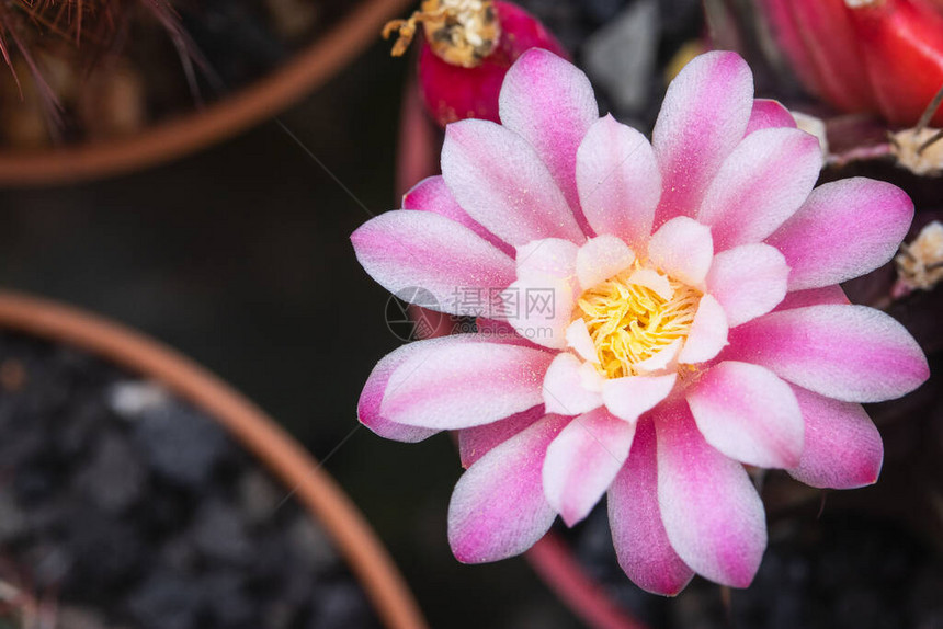 仙人掌的粉红色花图片