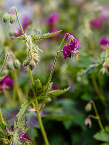 春天花园里的老鹳草紫红花图片