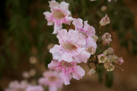 粉红色花朵布干图片
