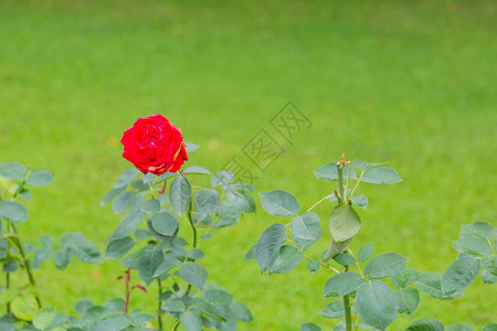 一朵野生玫瑰美丽的花瓣在图片