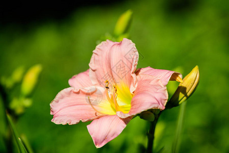 在英庭式花园中生长着白昼百合或莉植物图片