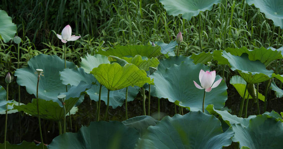 水池中的莲花植物图片