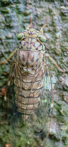 美丽的Cicada在一棵树上图片