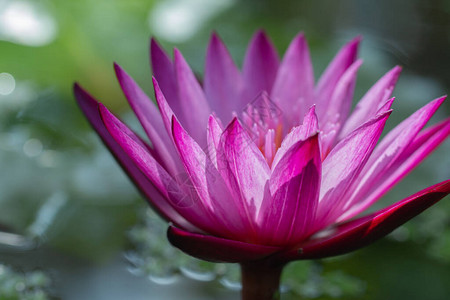 特写粉红色莲花睡莲花图片