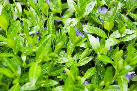 郁葱的森林绿地雨滴和隐藏的花朵图片