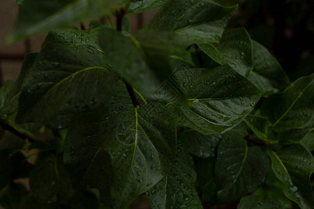 黑暗的绿叶雨后湿润在图片