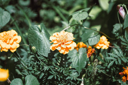 花朵盛开的橙色玉米花园植图片