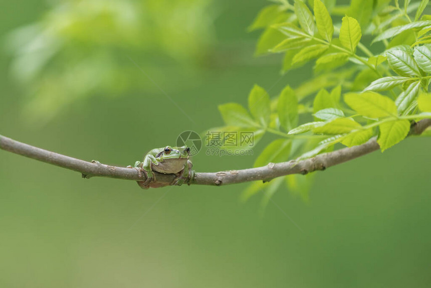 FrogHylaarborea欧洲树蛙坐在树枝上照片的绿色背景很好图片
