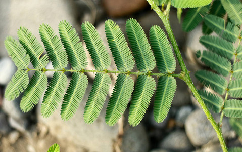 Mimosapudica也被背景图片