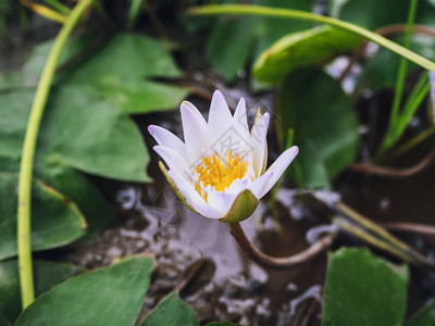 荷花睡莲在池塘热带花园卉自然背景图片
