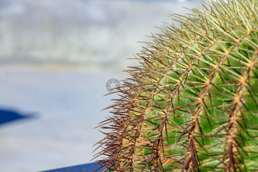 Echinocactus图片