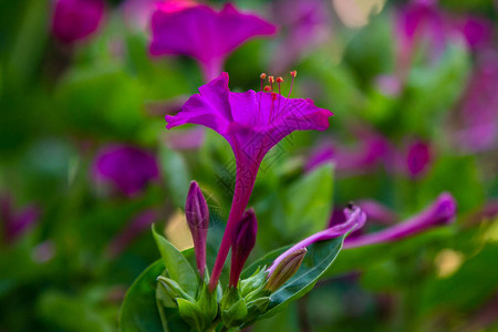 米拉比里斯哈拉帕或夏花园四点钟的美丽花朵高清图片