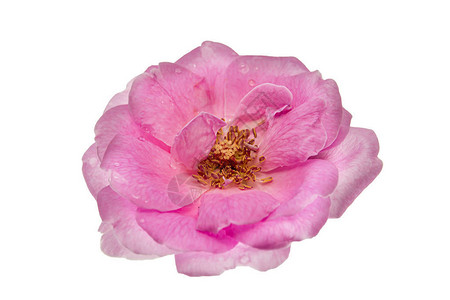 PinkDamask玫瑰花RosaDamascena在白色背景与图片