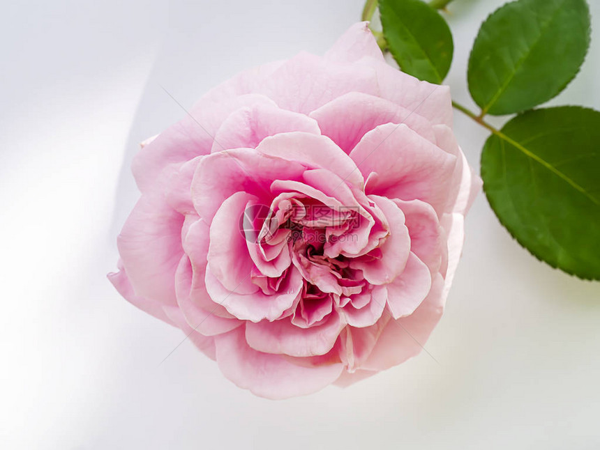粉红达马斯克玫瑰花RosaDamascena用柔软的影图片