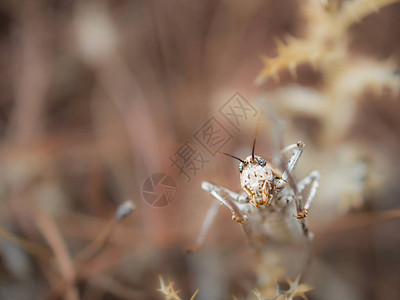 Cicada在自然环境中拍摄了相片照片来自Ephippigerefi背景图片