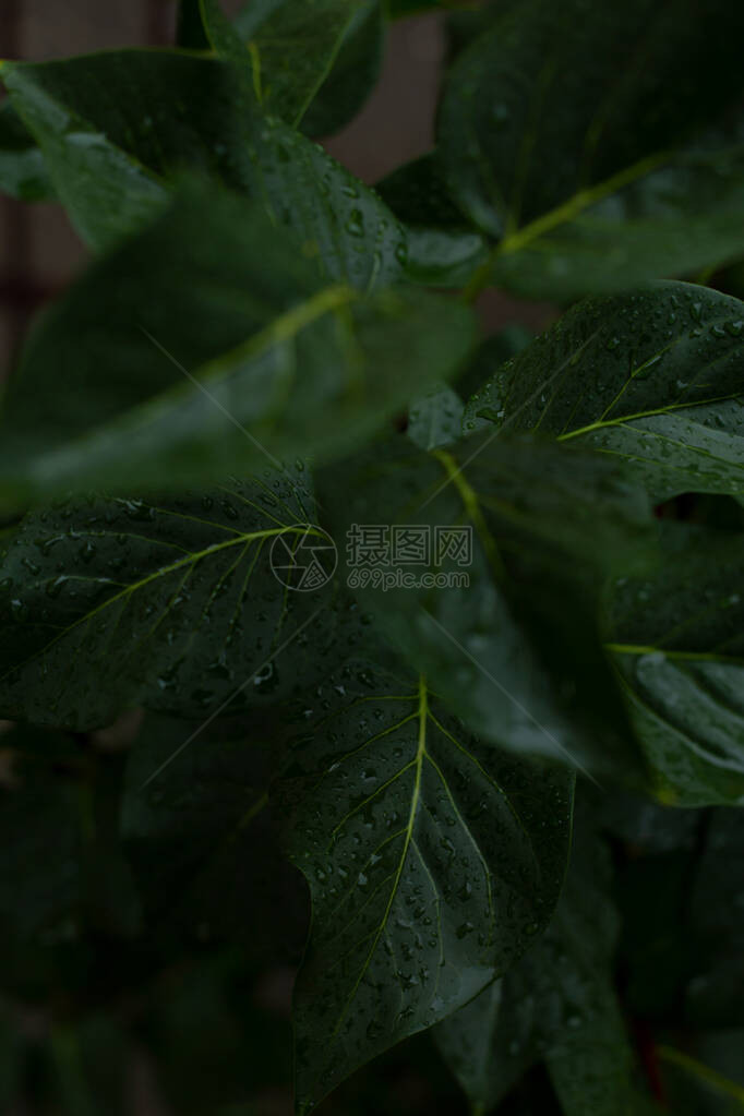 黑暗的绿叶雨后湿润在图片