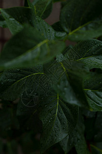 黑暗的绿叶雨后湿润在图片