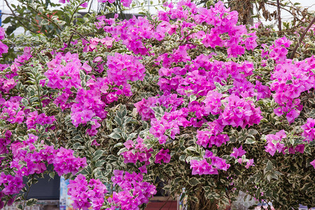 粉红色布干维尔花朵家庭Nyctagi高清图片