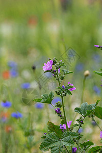 德国南部午后夏日田野中五颜六色的花朵图片