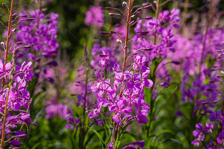 紫花杂草RosebayWillowherbEpilobiumangustifolium法国柳树自然背景中的伊万茶健康茶传统医图片