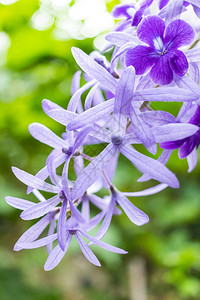 美丽的紫花管藤蔓PetreaVolubilis或皇后的花圈松图片