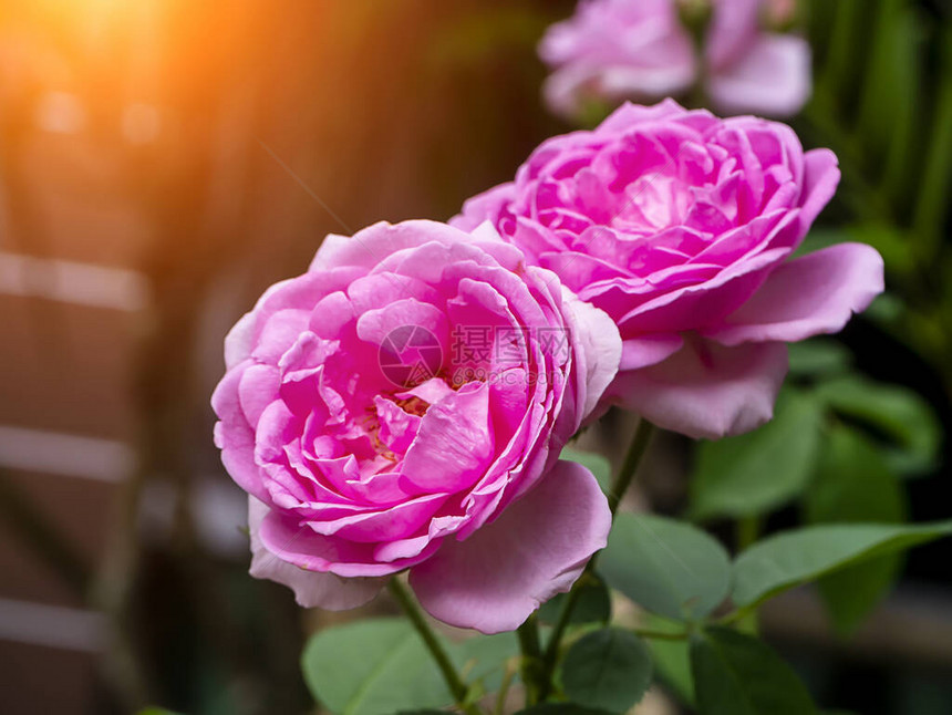 大马士革玫瑰花Rosadamascena的粉红色与模图片