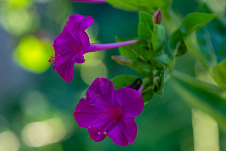 美丽的紫色和黄色花朵图片
